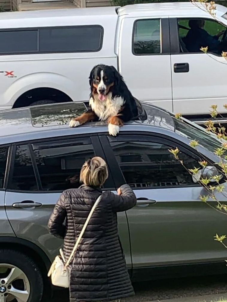 dogspotting