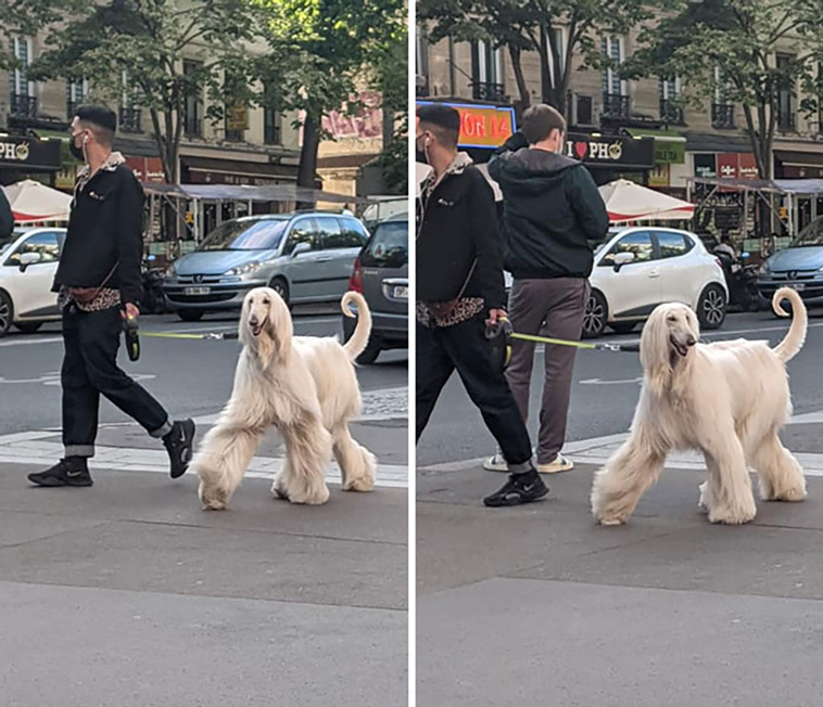dogspotting