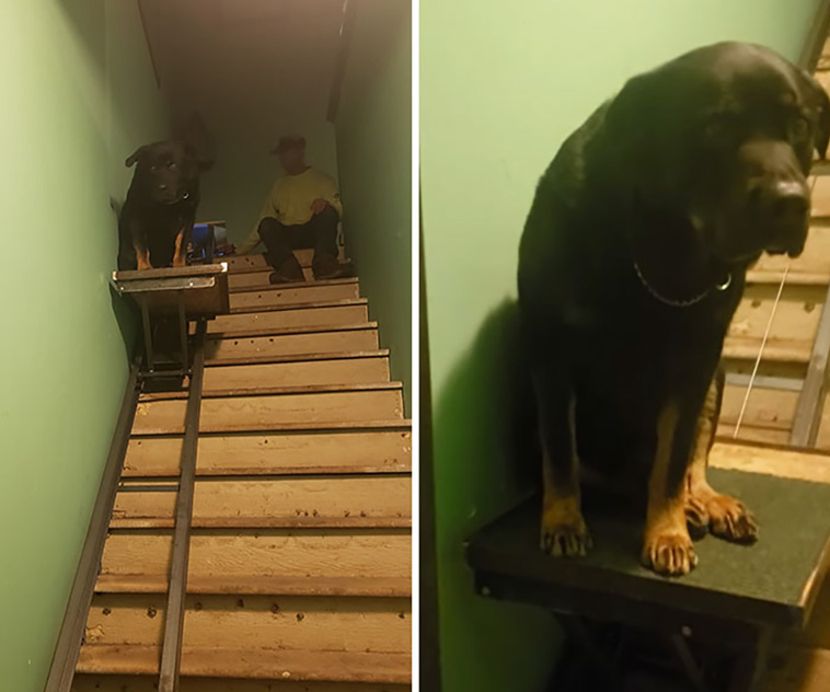 dogspotting