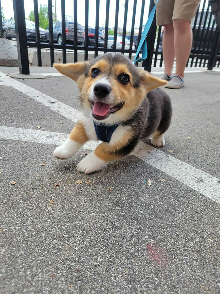 dogspotting