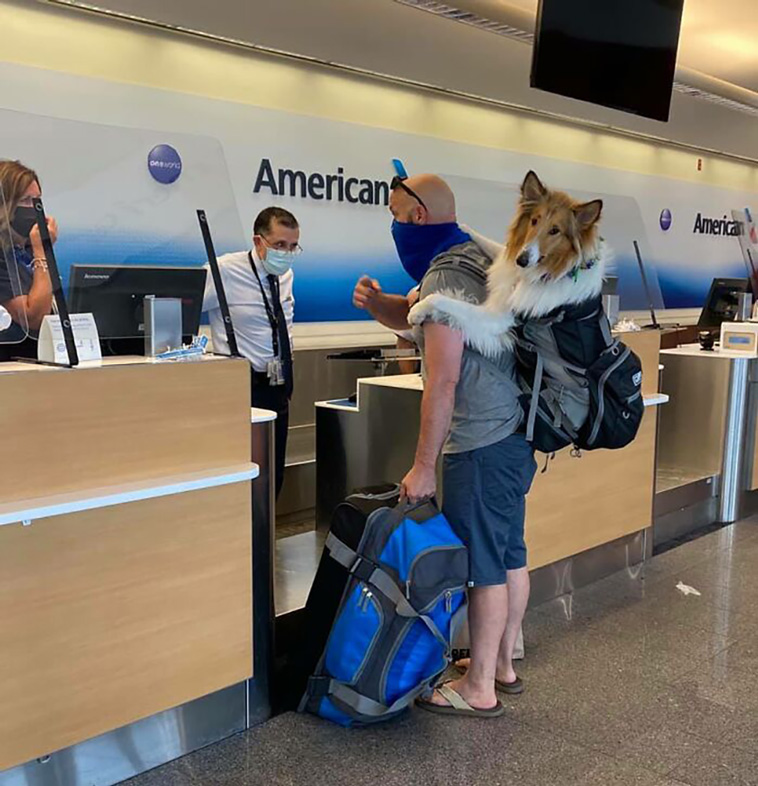 dogspotting