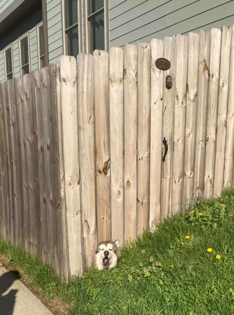 dogspotting