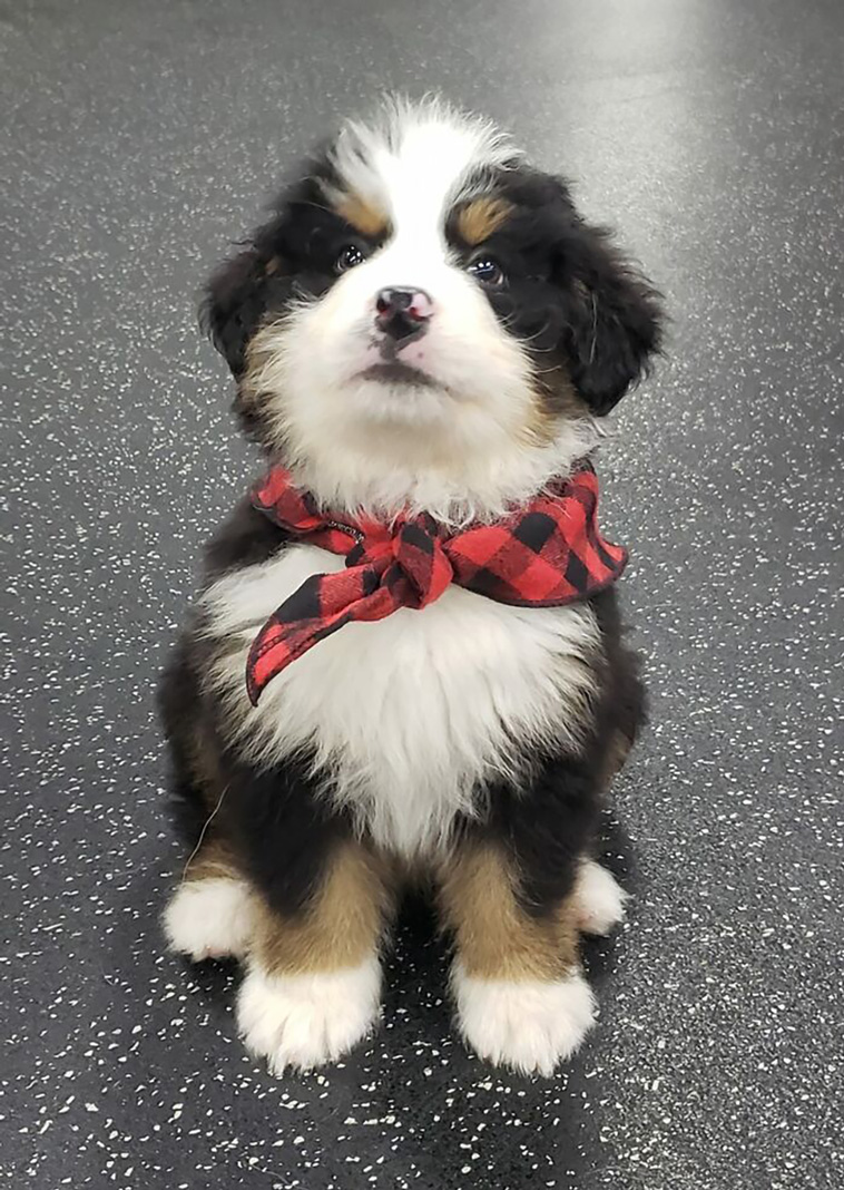 dogspotting