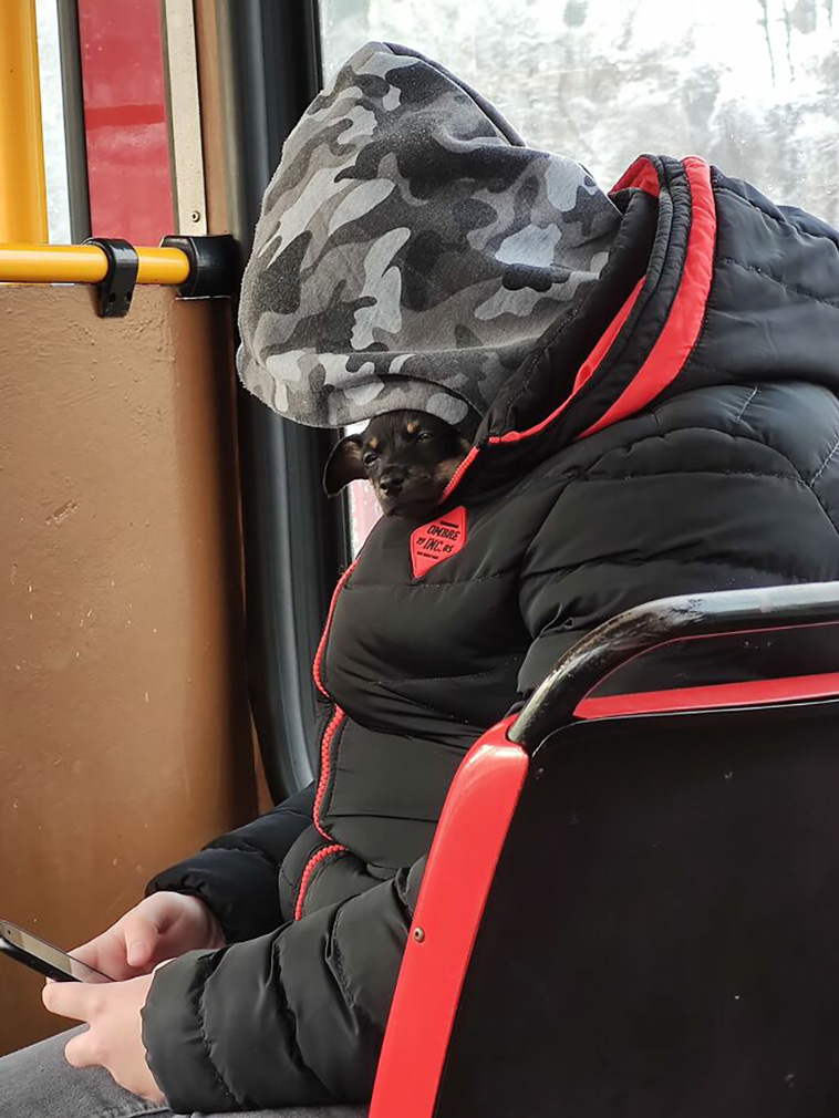dogspotting