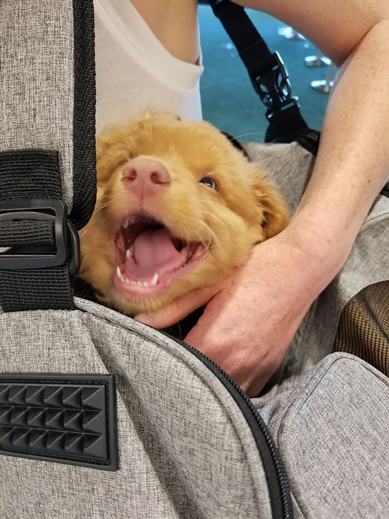 dogspotting