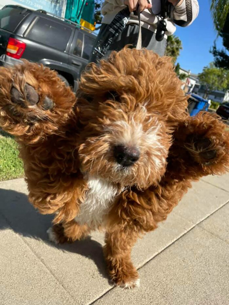 dogspotting