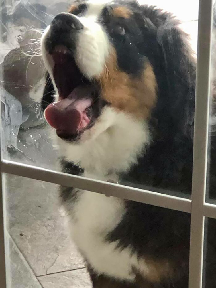 dogspotting
