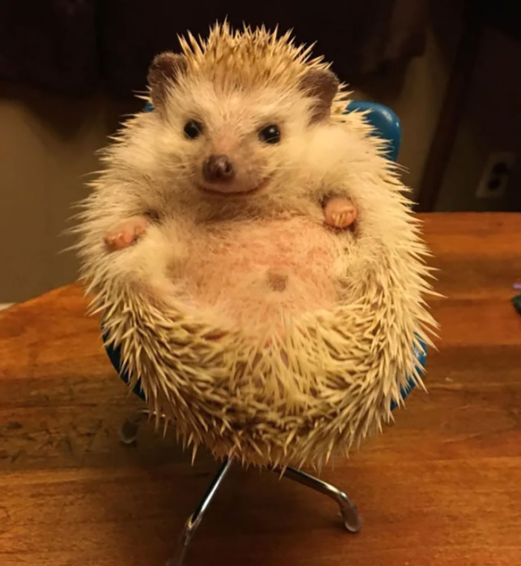 hedgehogs