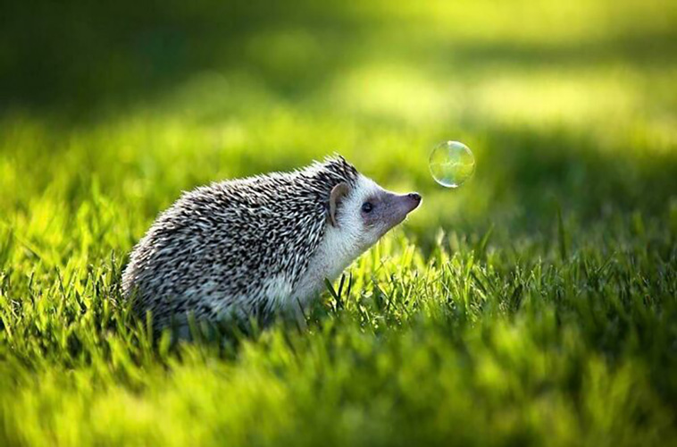 hedgehogs