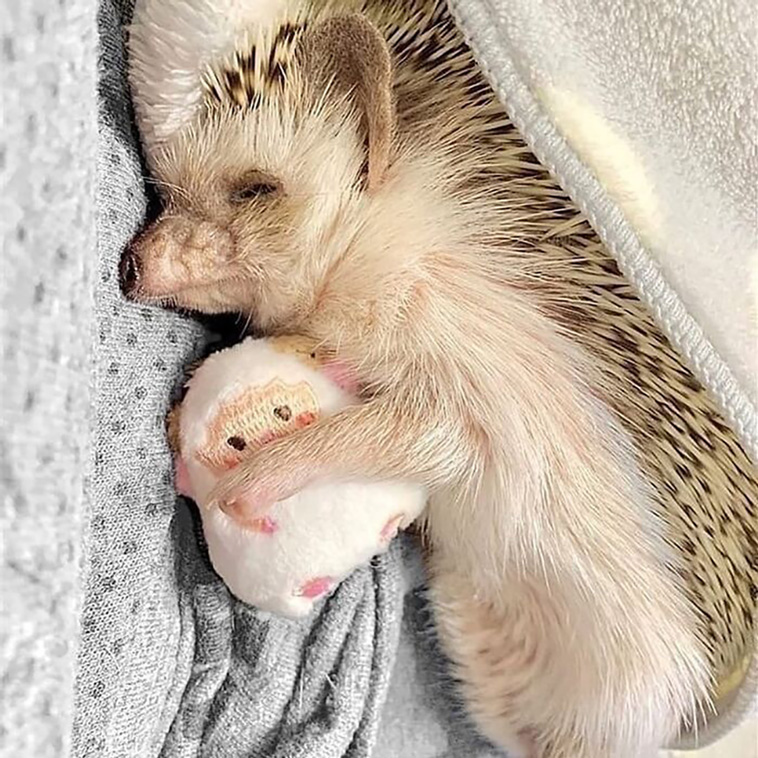 hedgehogs