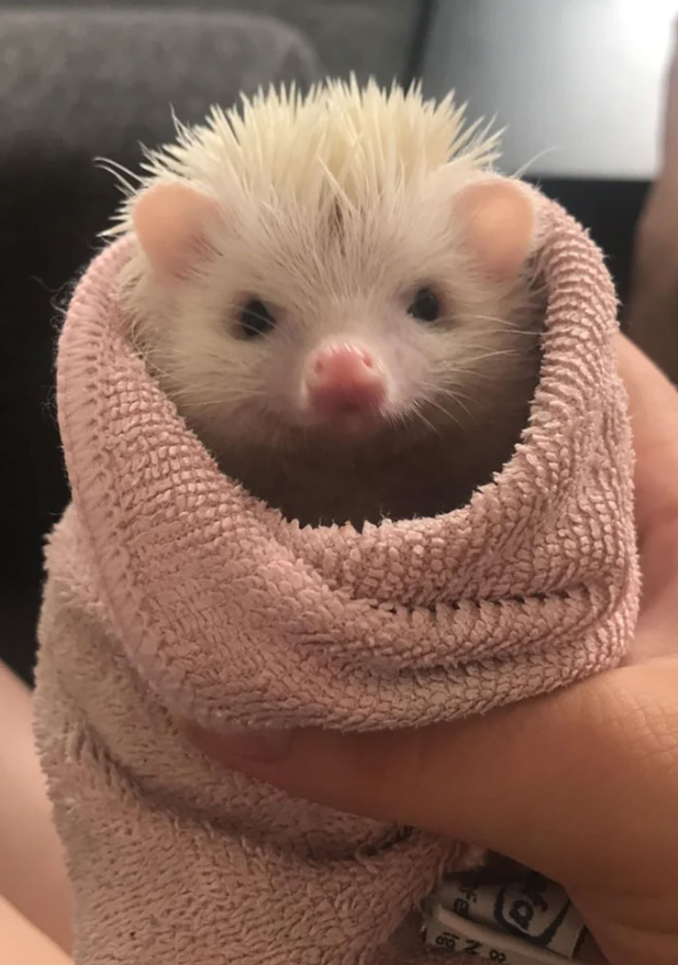 hedgehogs