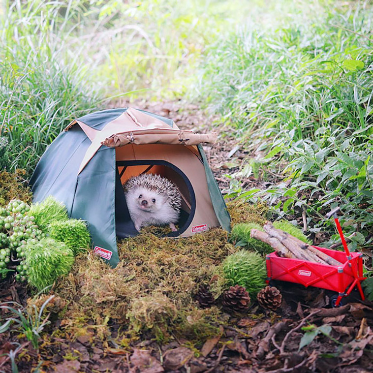 hedgehogs
