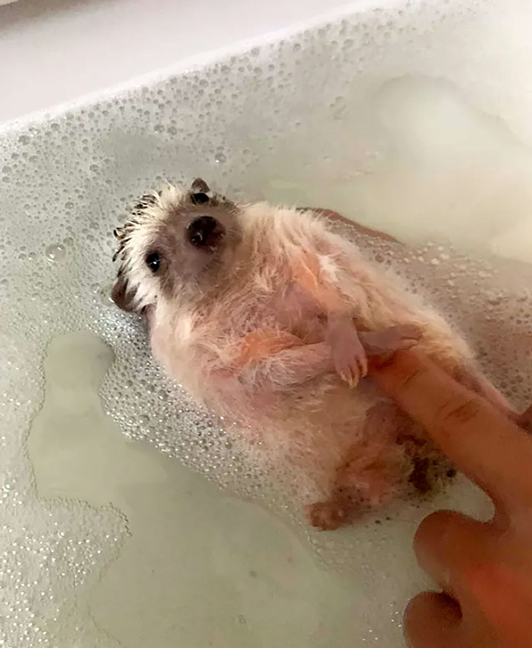 hedgehogs