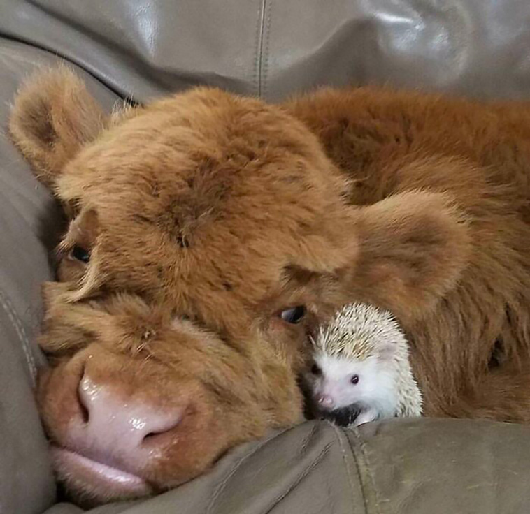 hedgehogs