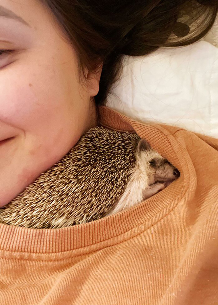 hedgehogs