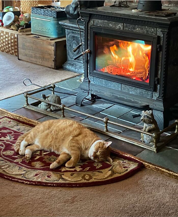 not my cat