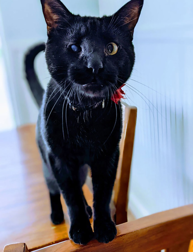 not my cat