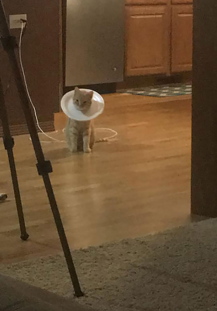 not my cat