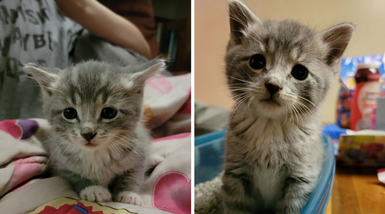 not my cat