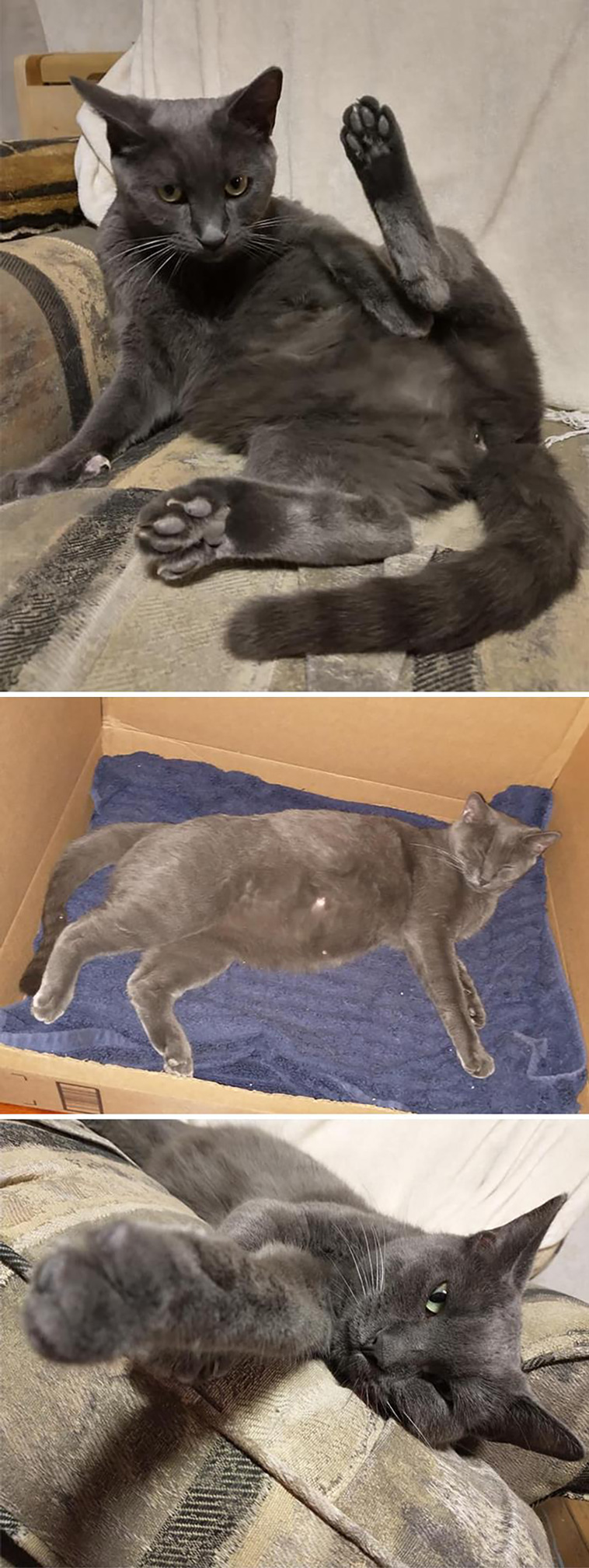 not my cat