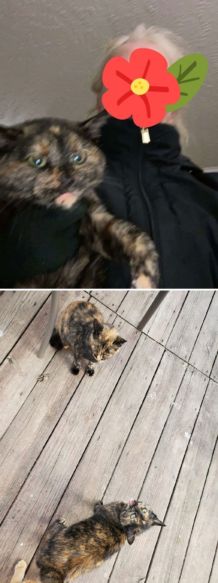 not my cat