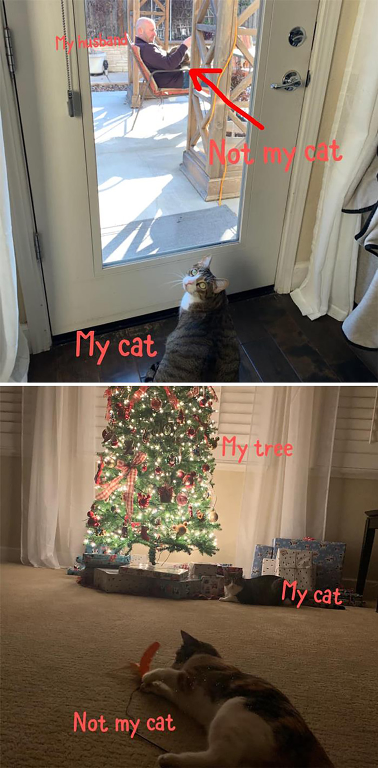 not my cat