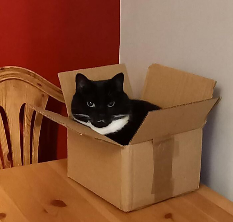 not my cat