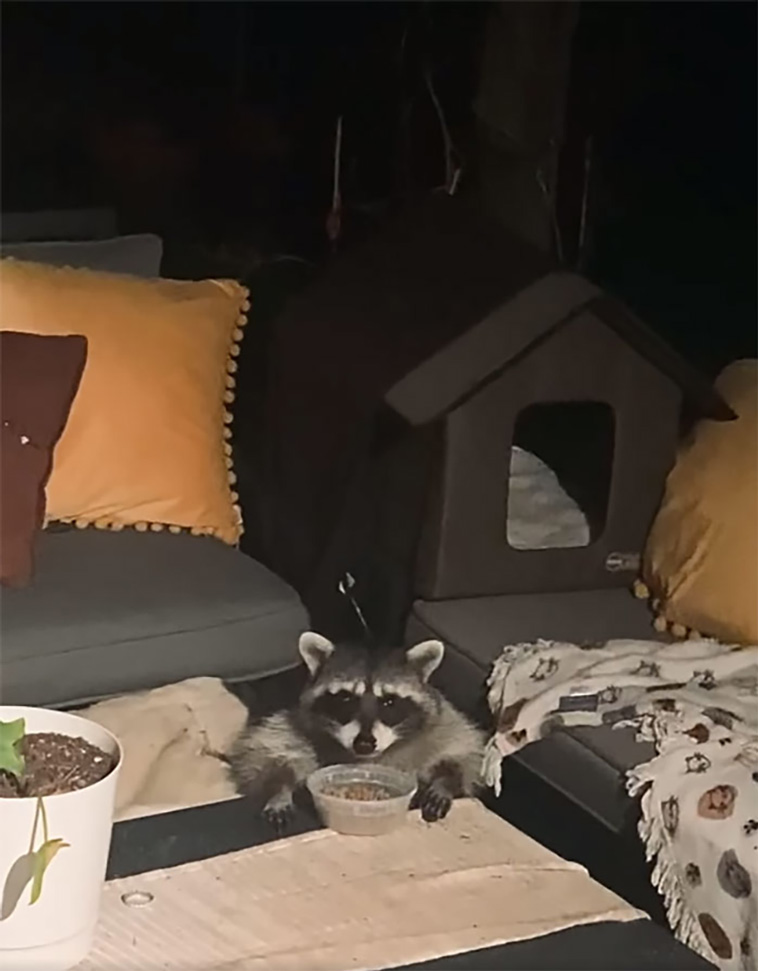 not my cat