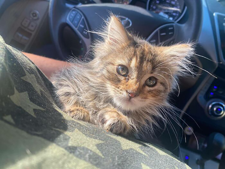 not my cat