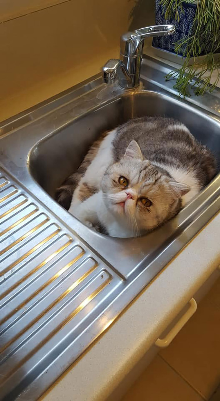 not my cat