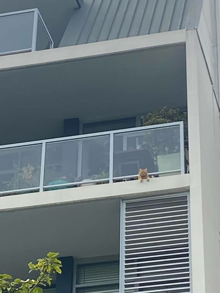 not my cat