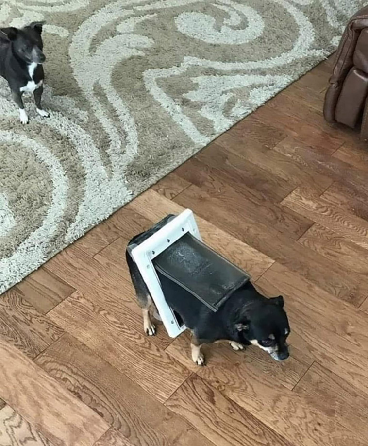 silly dogs