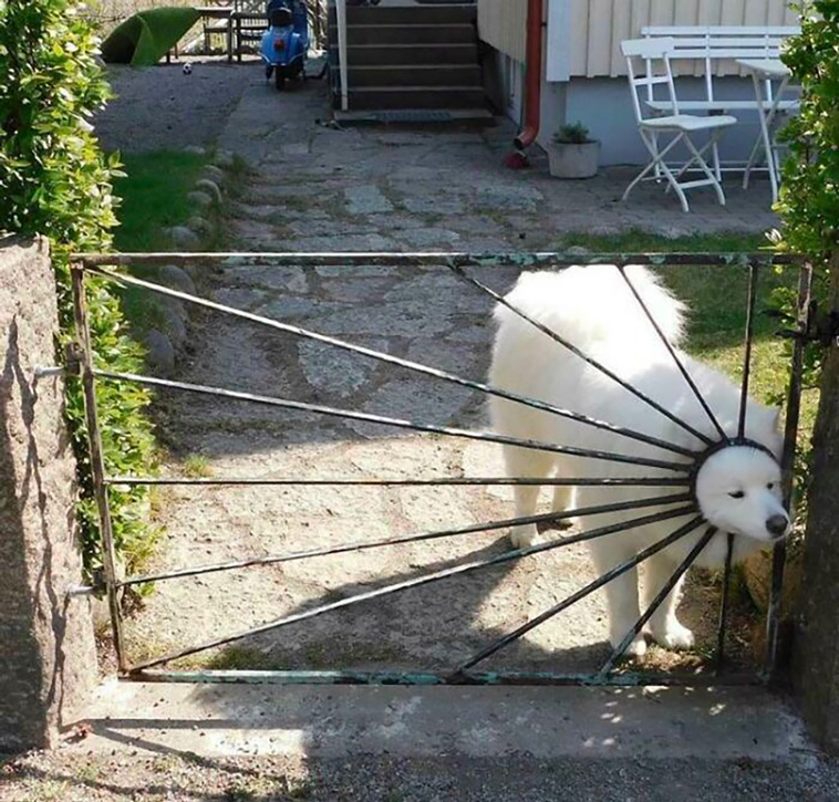 silly dogs
