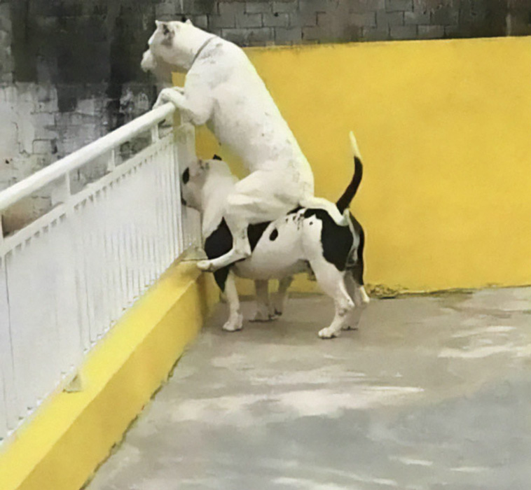 silly dogs