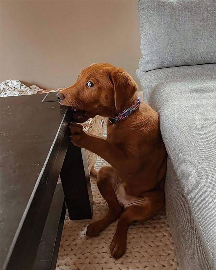 silly dogs
