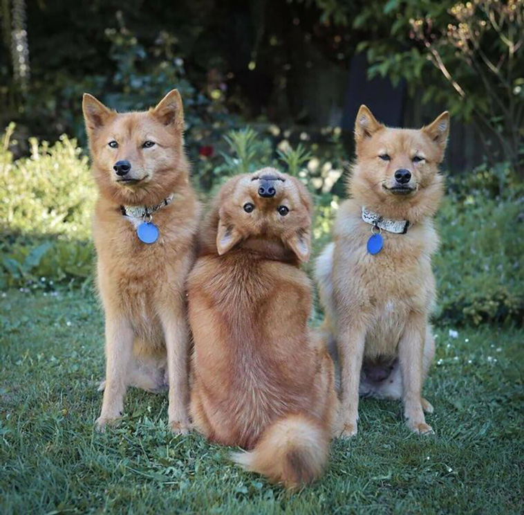 silly dogs