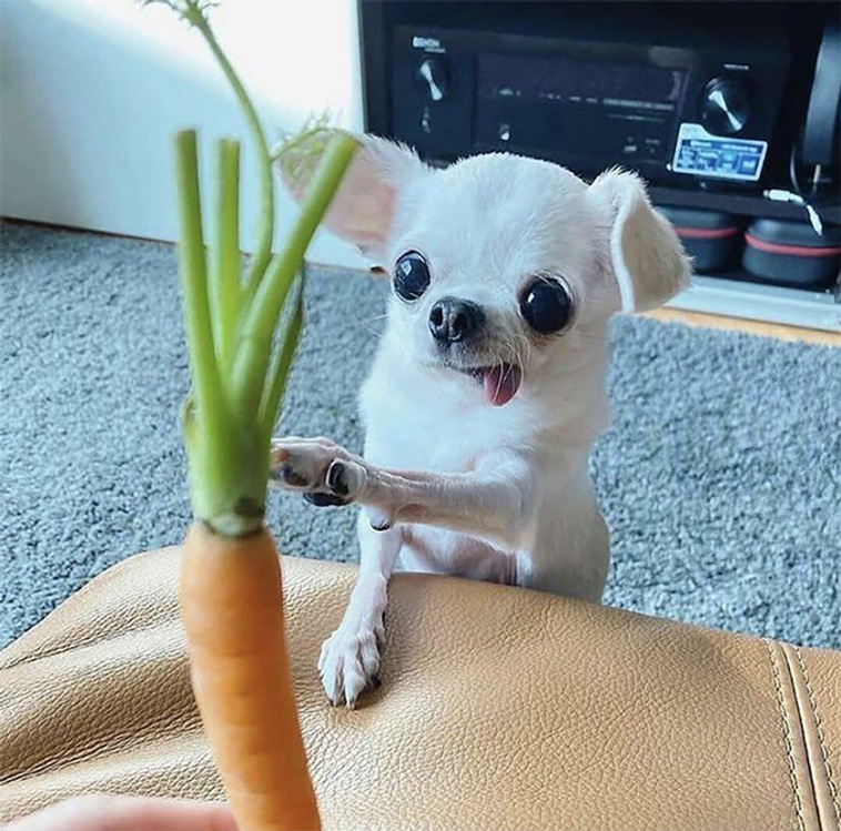 silly dogs