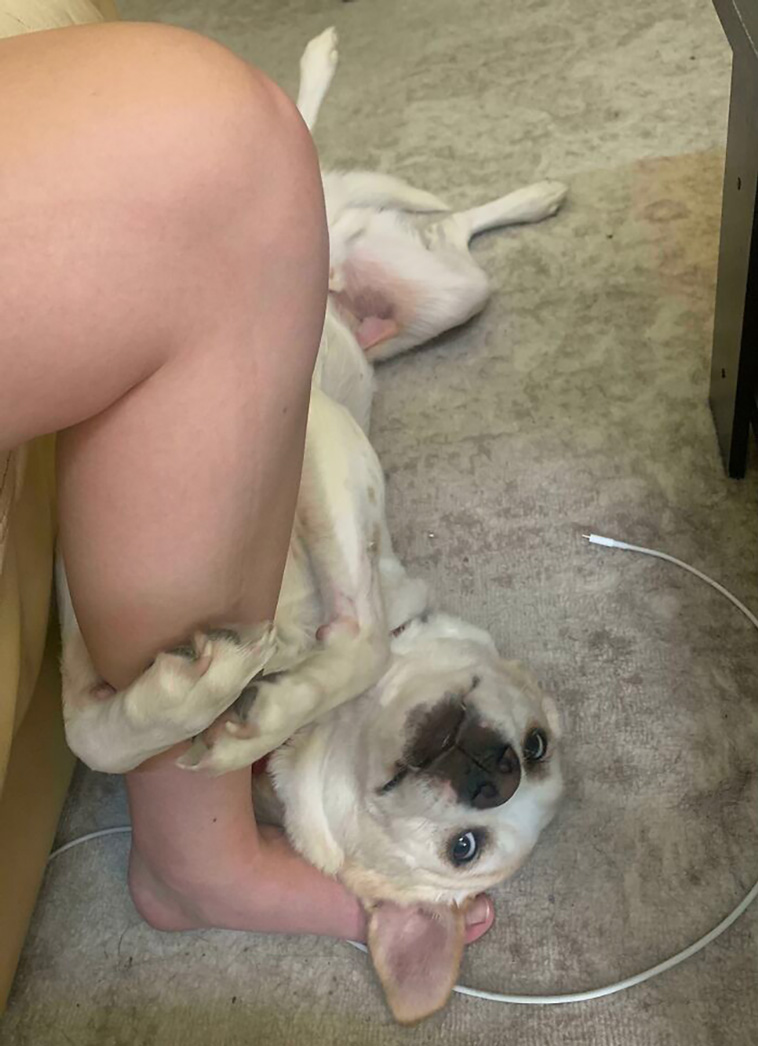 silly dogs