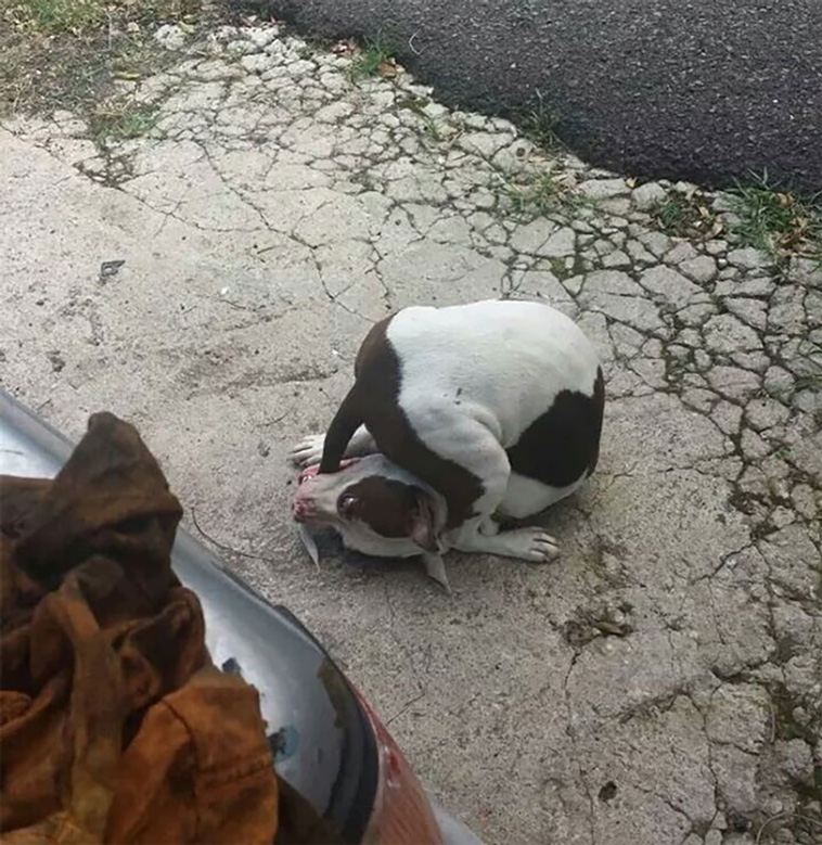 silly dogs