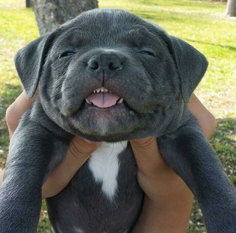 silly dogs