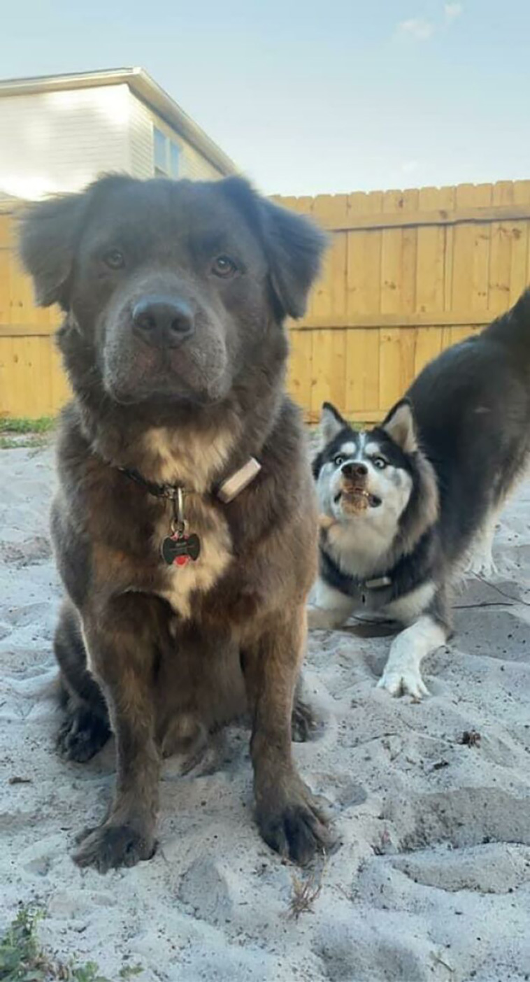 silly dogs