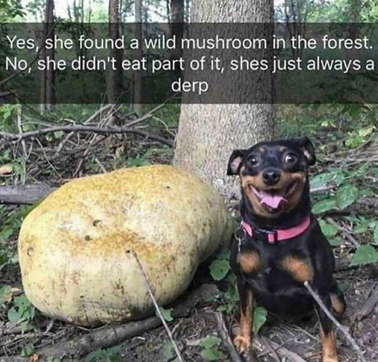 silly dogs