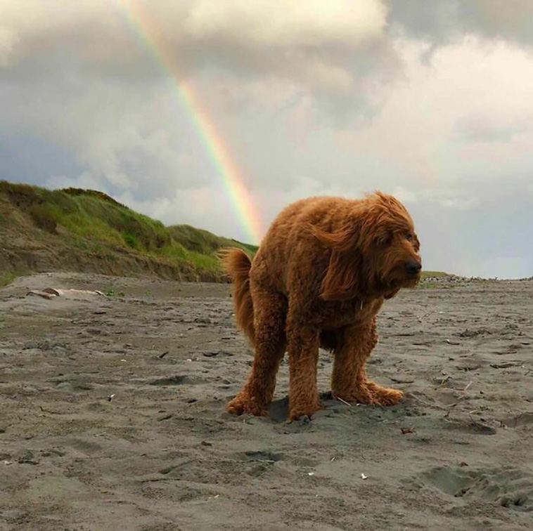 animal pics