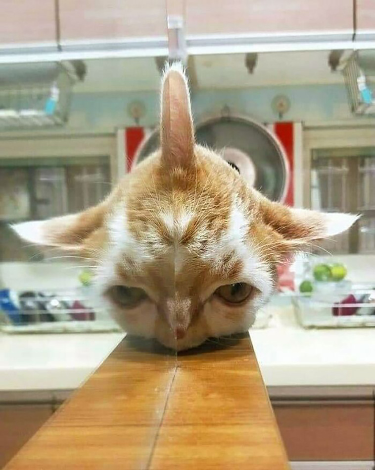 animal pics