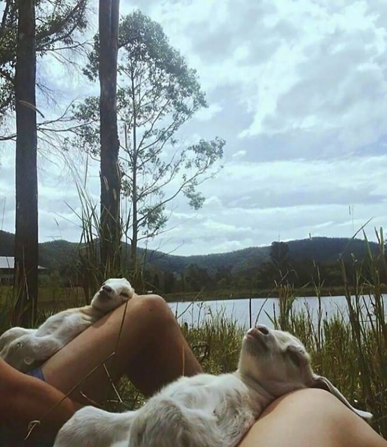 animal pics