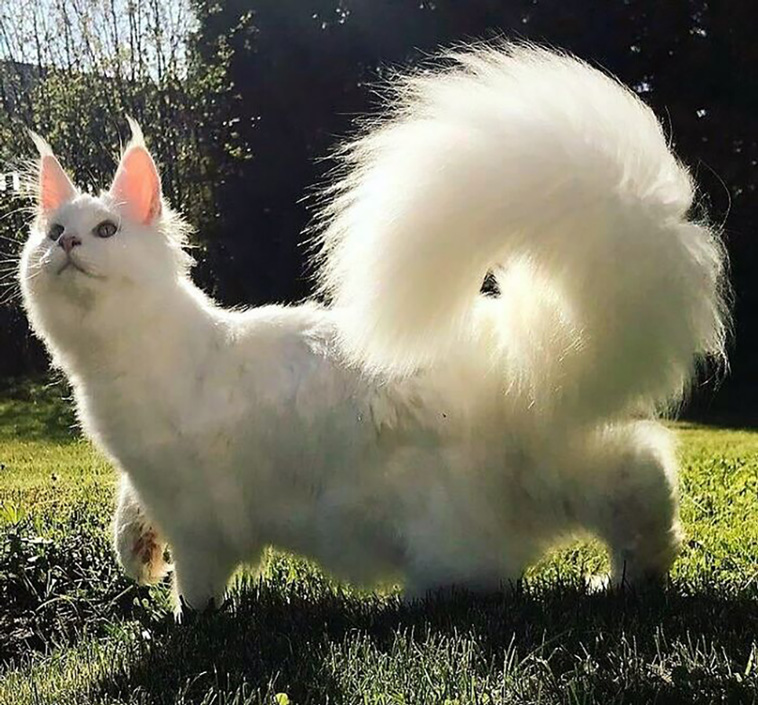 animal pics