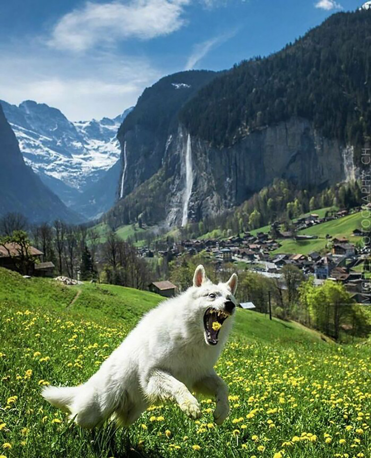 animal pics