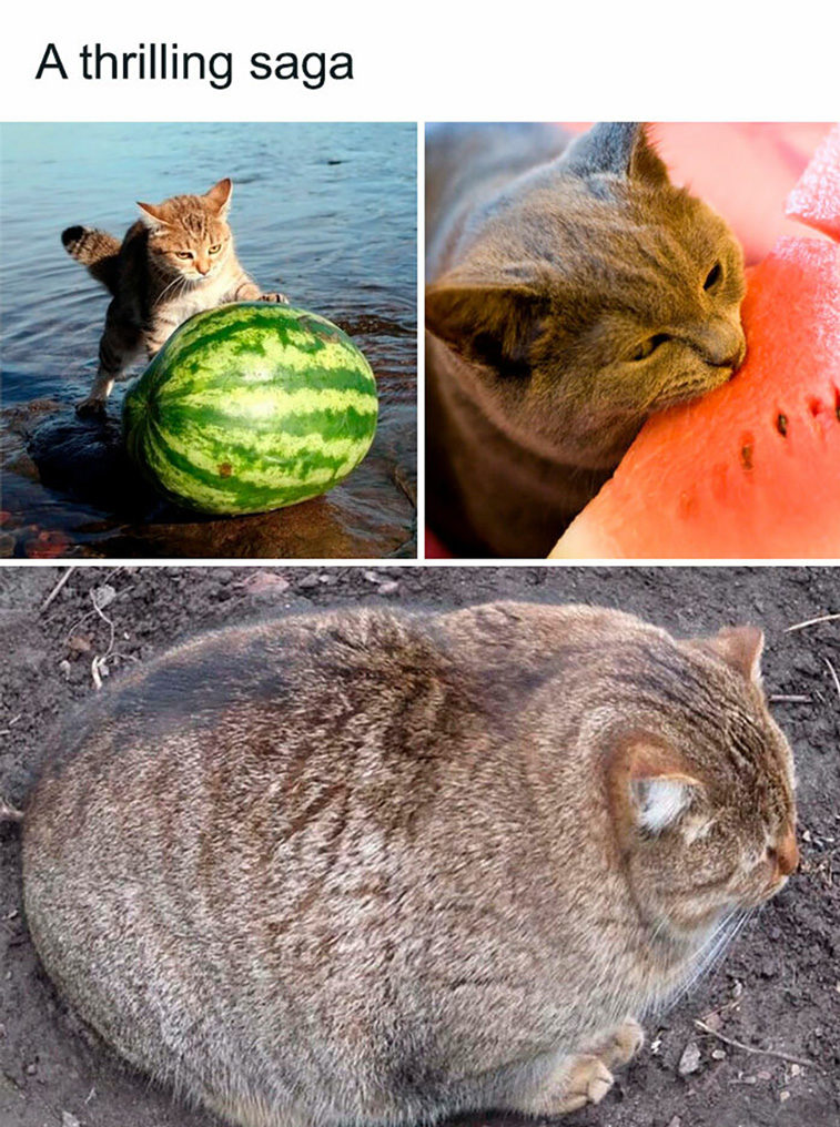 cat posts