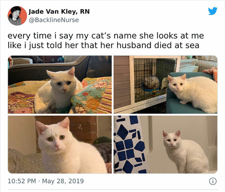 cat posts