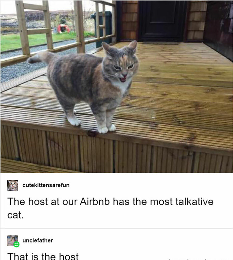 cat posts